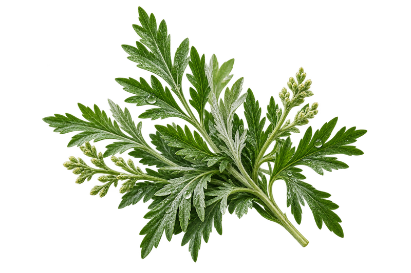 Mugwort